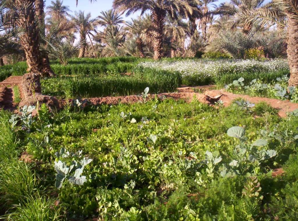 TIMIMOUN DECEMBRE 2004 N029 AVEC DES SEGUIAS D IRRIGATION.JPG